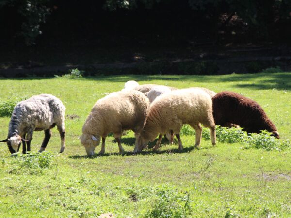 Стадо овець пасеться на полонині